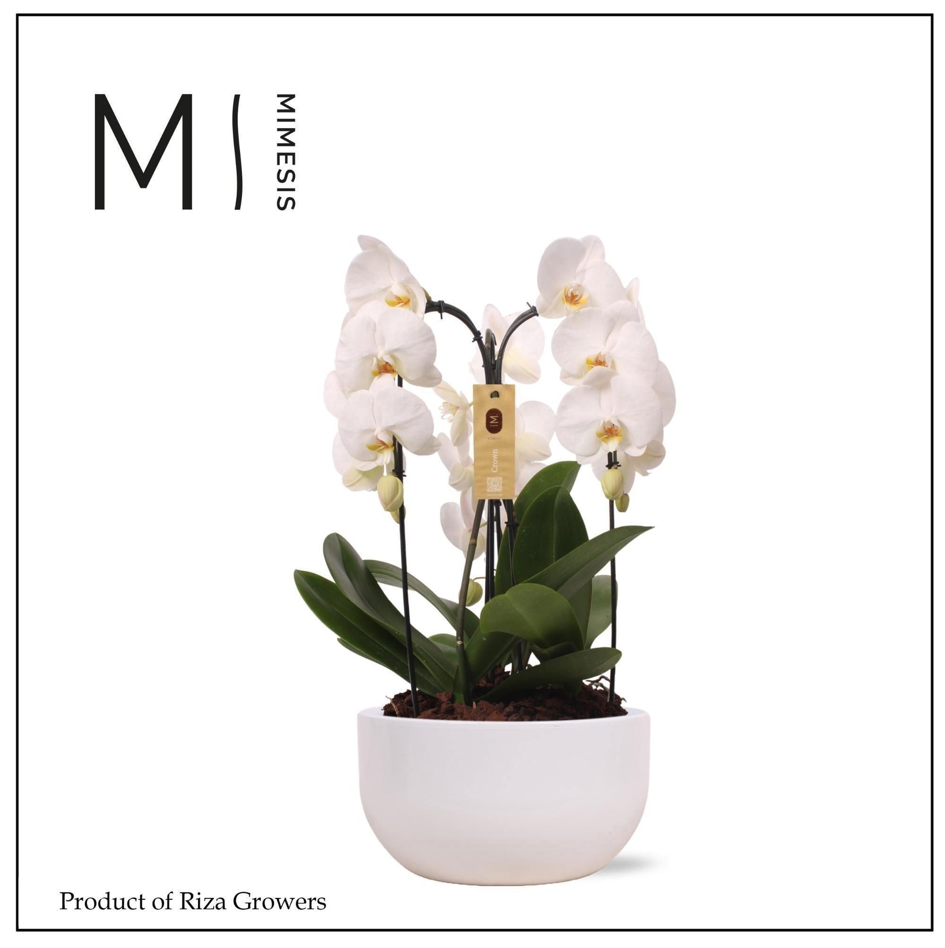 arr. Phalaenopsis 65cm 26cm Pot