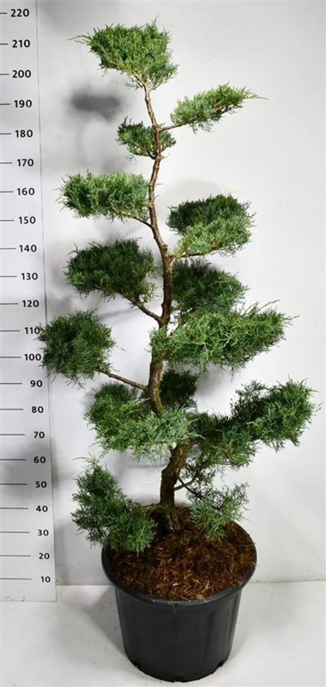 Juniperus virginiana Grey Owl 220cm 54cm Pot