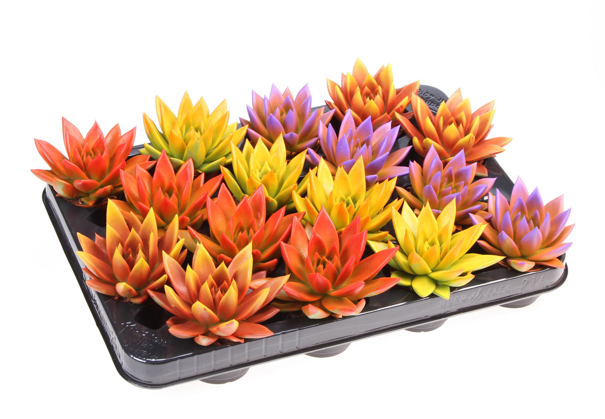 Rainbow bicolor 8cm 6cm Pot