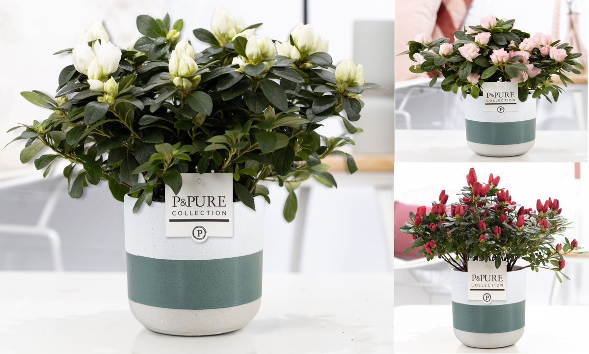 Rhododendron Vogel 3 colors 25cm 12cm Pot