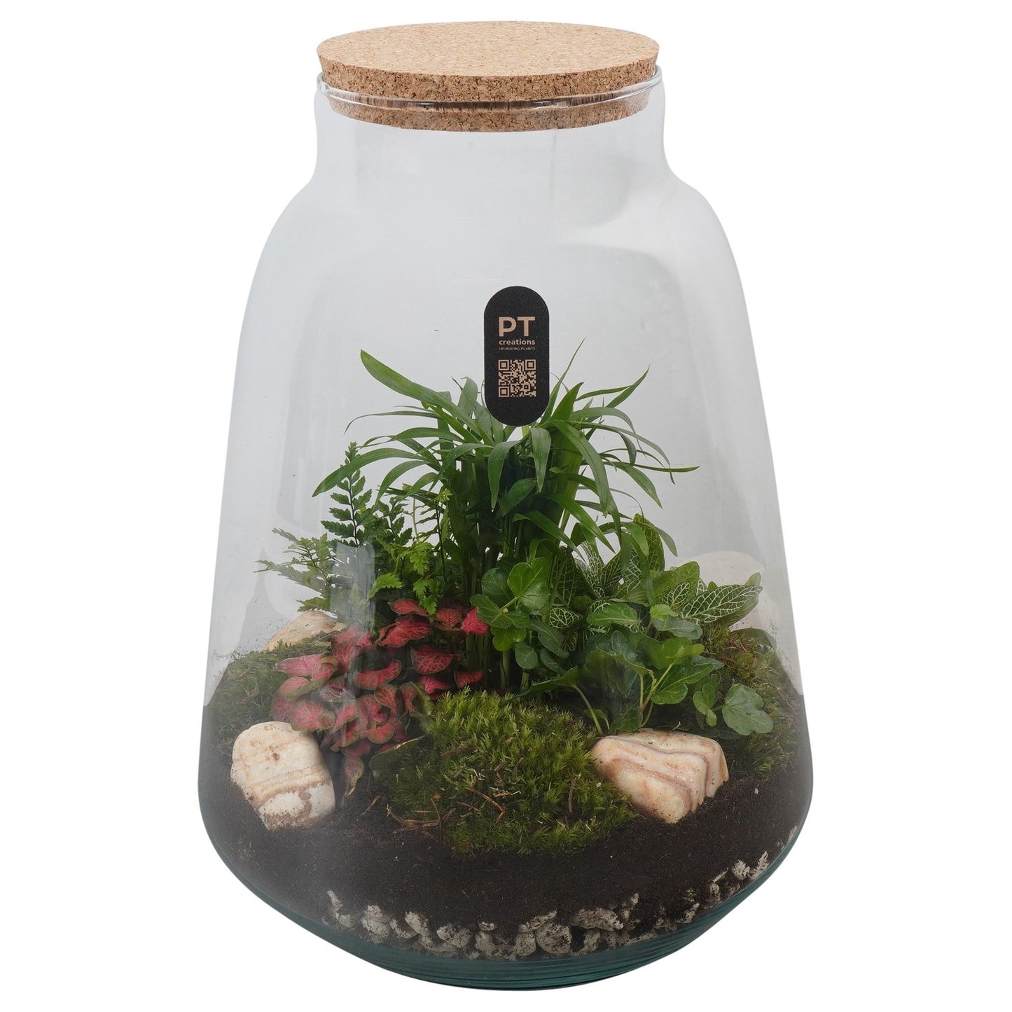 Indoor green arrangement 36cm 26cm Pot