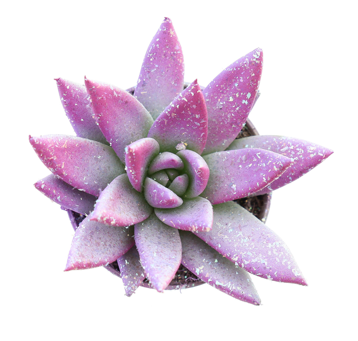 Euro Cactus Holland Bv Miranda valentine multi glitter mix Pack of 20