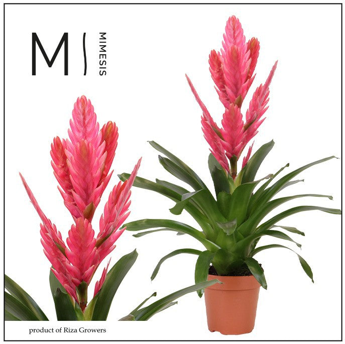 Vriesea 48cm 12cm Pot
