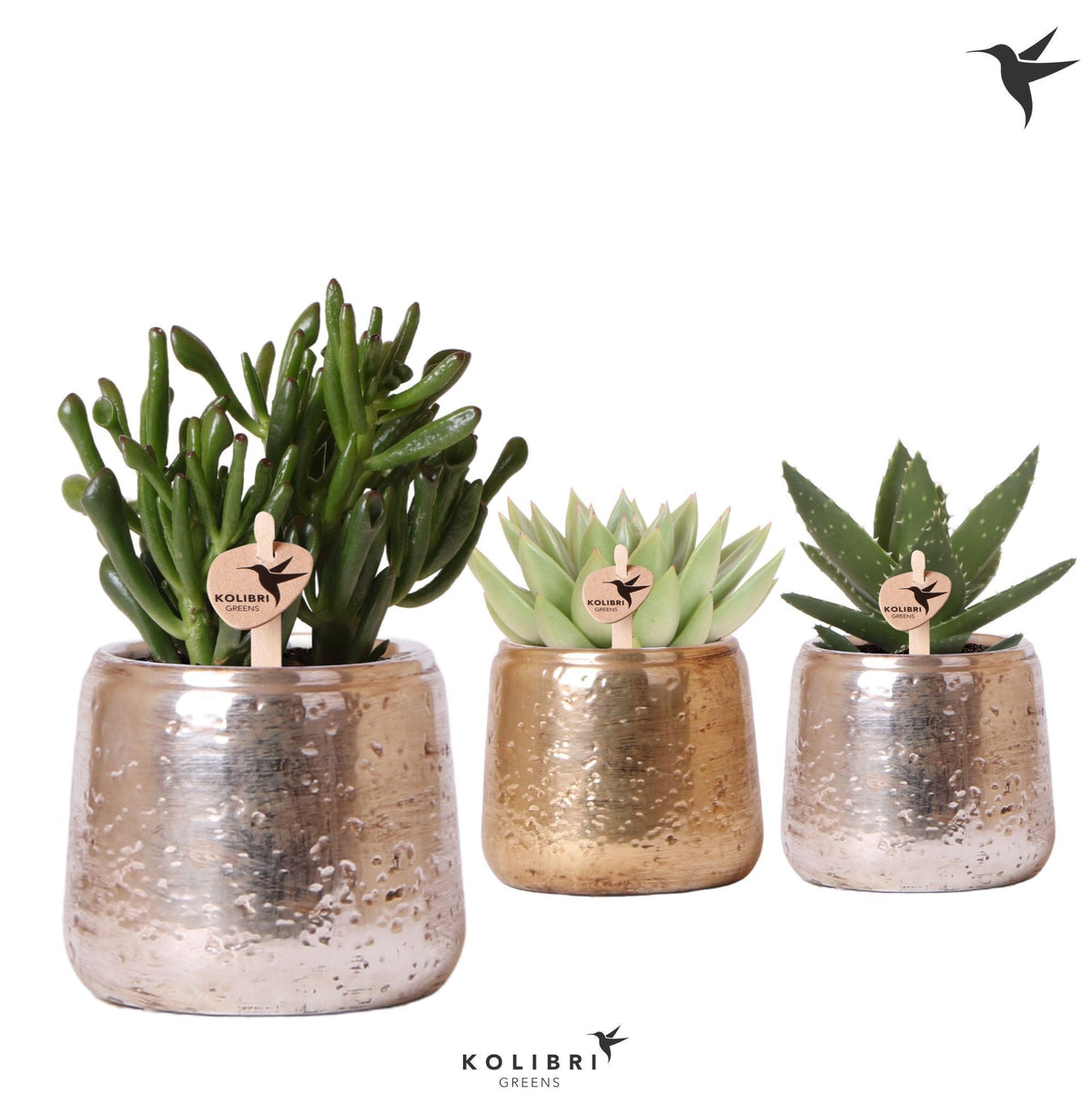 Succulent mix 20cm 9cm Pot