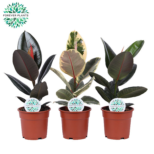 Ficus elastica 50cm 17cm Pot