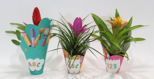Bromelia mix 30cm 10.5cm Pot