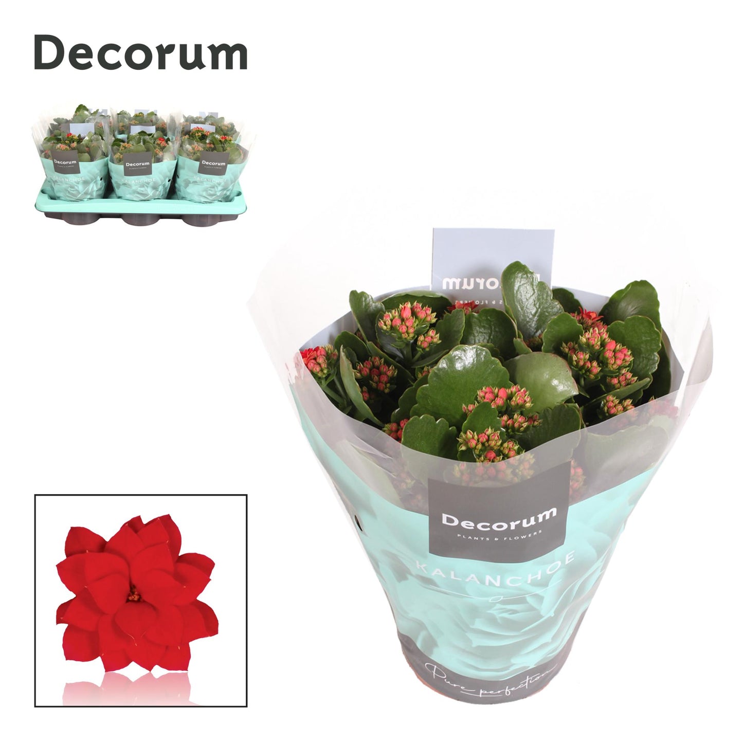 Kalanchoe red decorum 26cm 15cm Pot