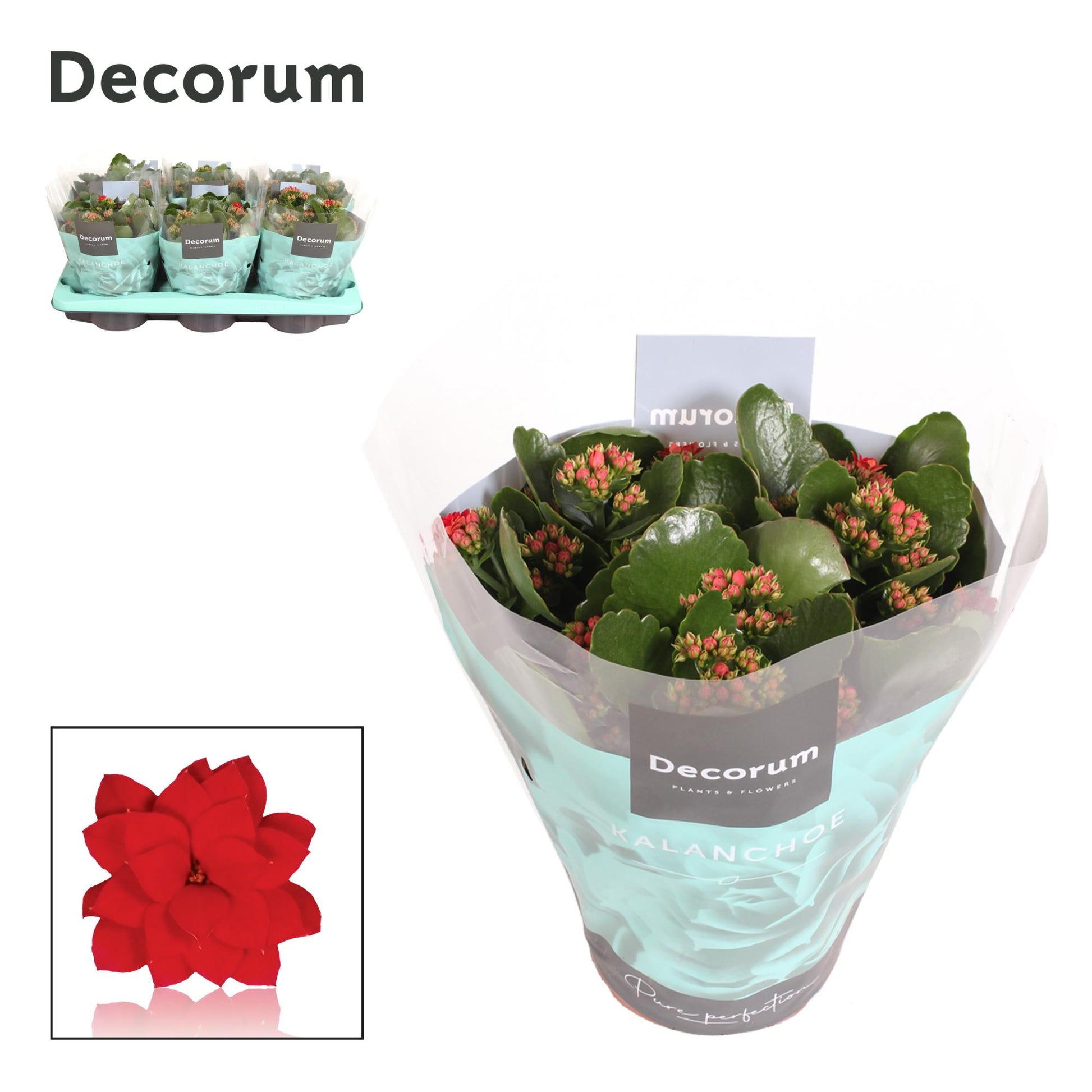 Kalanchoe red decorum 26cm 15cm Pot