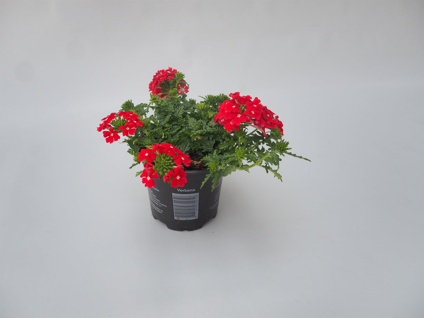 Verbena Magelana Scarlet 15cm 510cm Pot