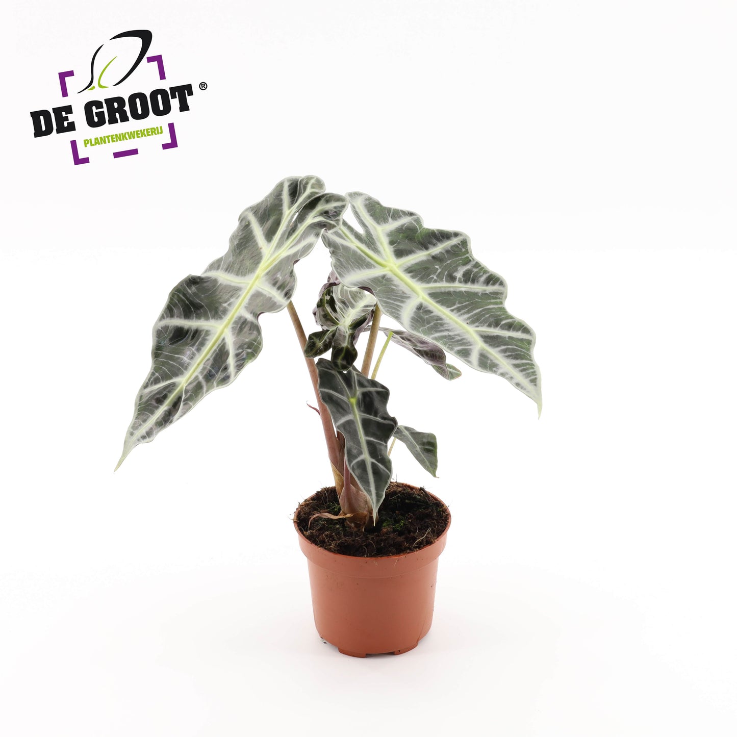 Groot BV, Kwekery J. de Alocasia Polly Pack of 8
