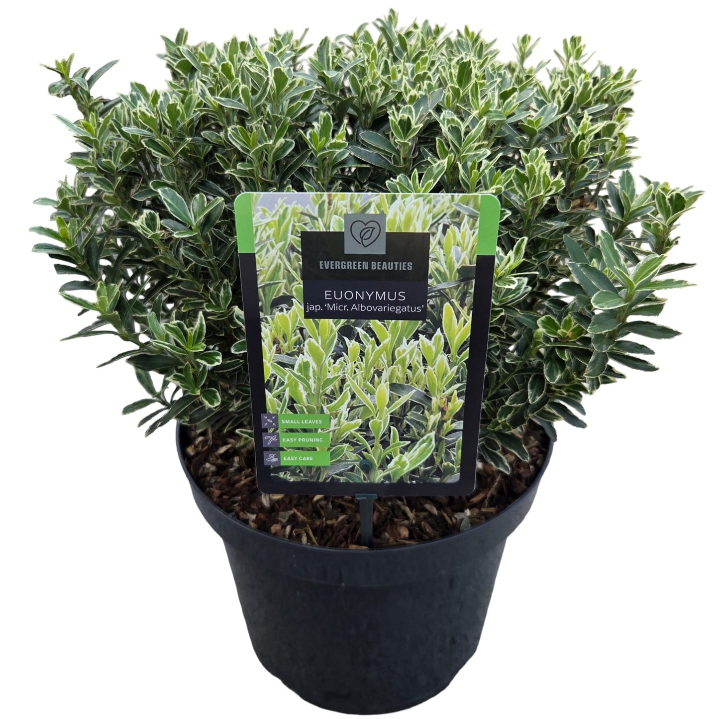 Euonymus japonicus Microphyllus Albovariegatus 40cm 26cm Pot