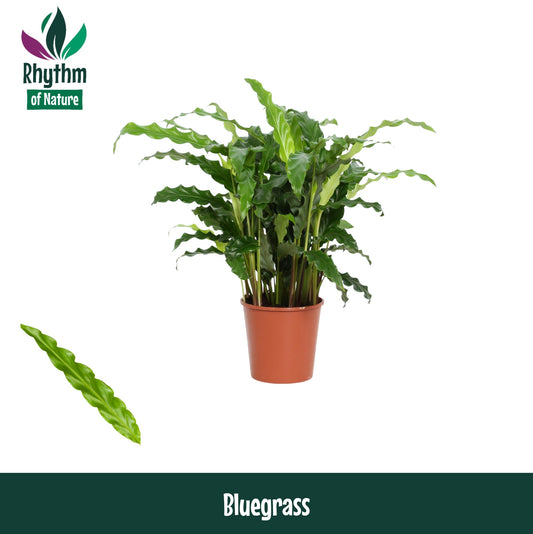 Calathea Blue Grass 40cm 12cm Pot