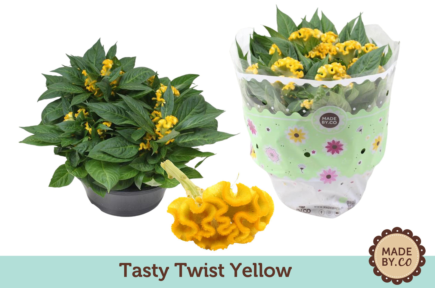 Celosia Twisted Yellow 25cm 23cm Pot