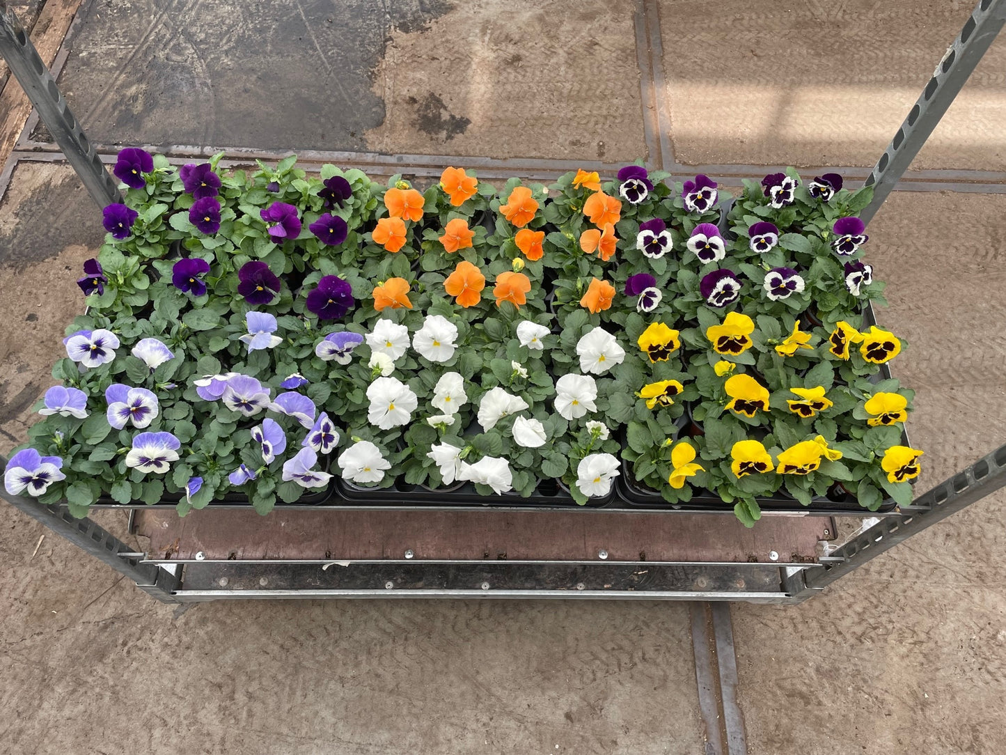 Viola Delta mix 15cm 9cm Pot