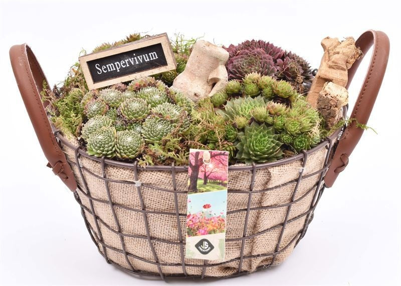arr. Sempervivum 21cm Pot