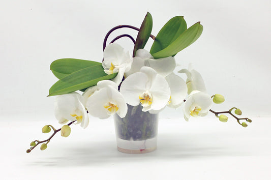Phalaenopsis white 30cm 12cm Pot