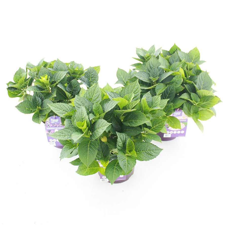 Hydrangea macr. Forever & Ever 40cm 23cm Pot