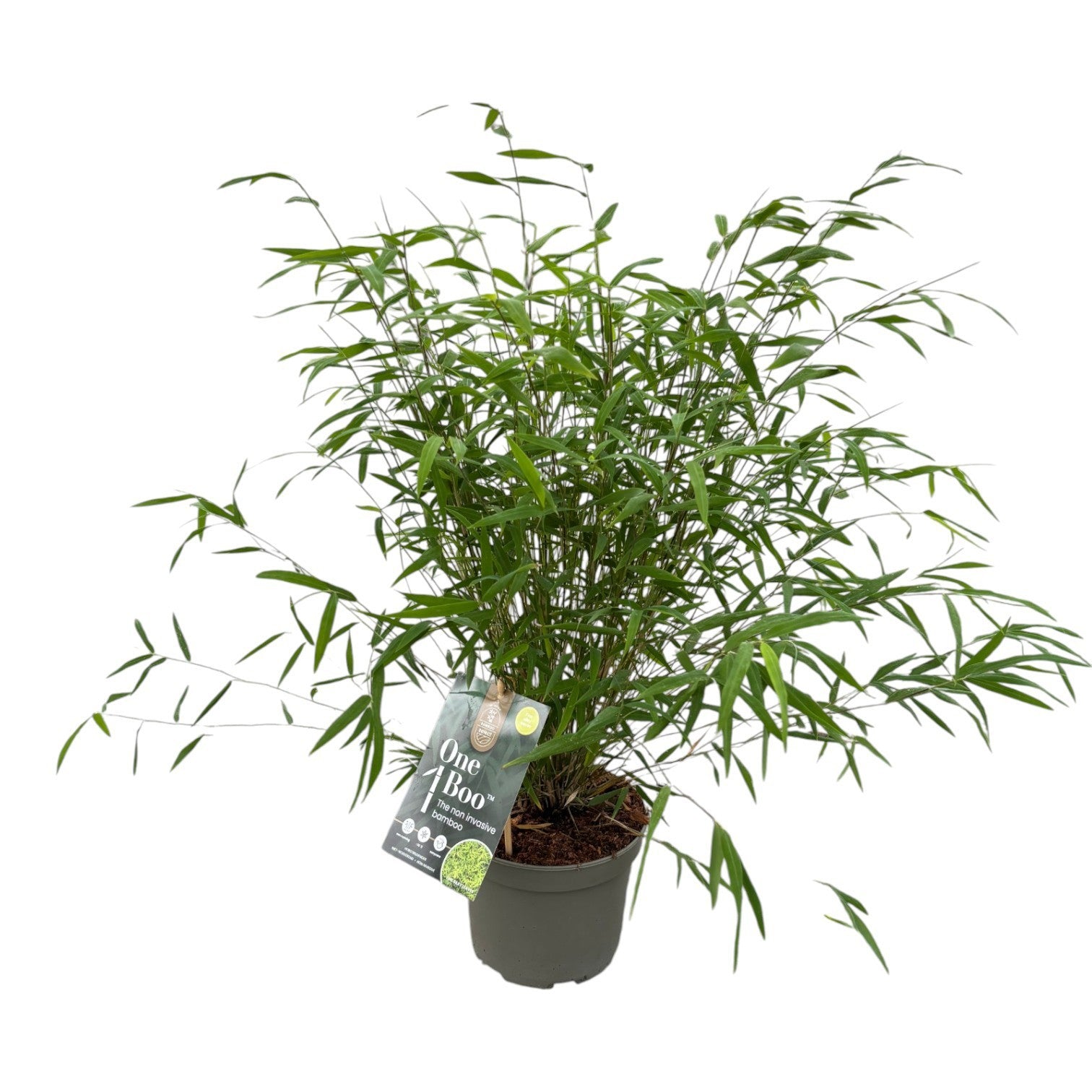 Fargesia One Boo 50cm 17cm Pot