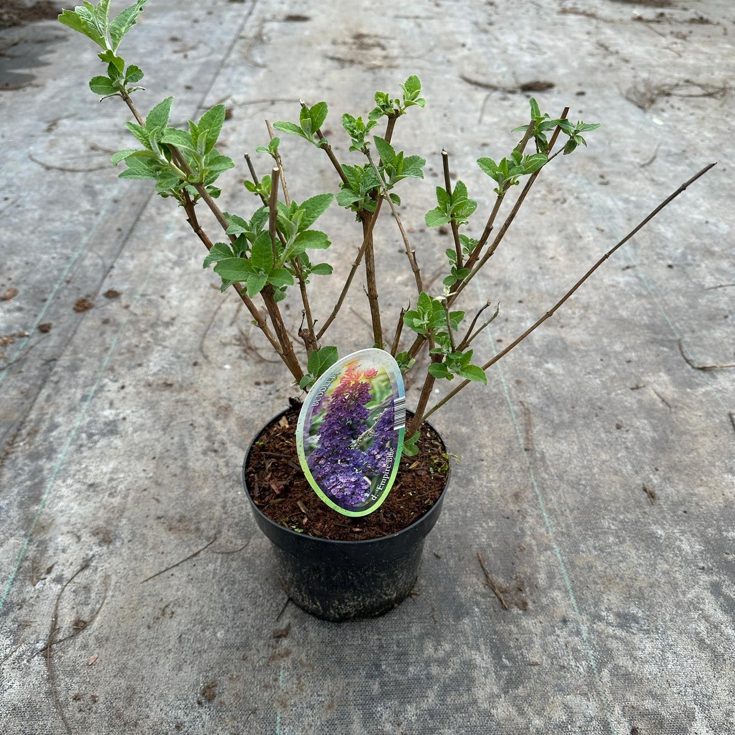 Buddleja davidii Empire Blue 30cm 17cm Pot