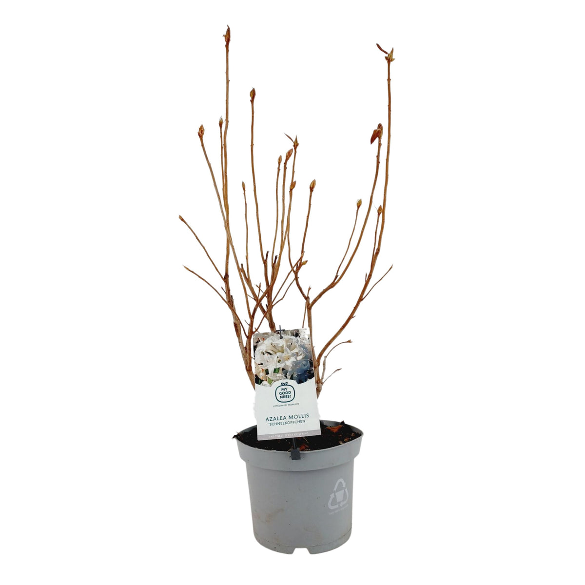 Rhododendron mollis mix 60cm 23cm Pot