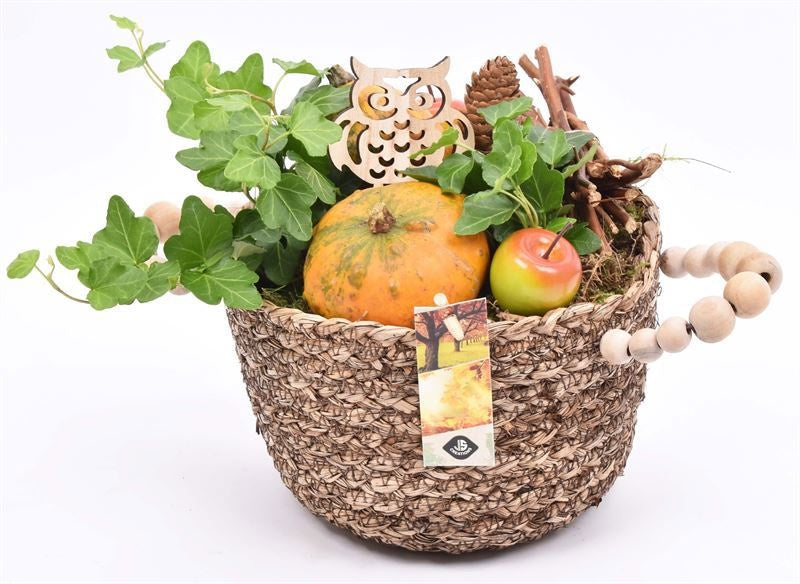 arr. Sierfruit 20cm Pot