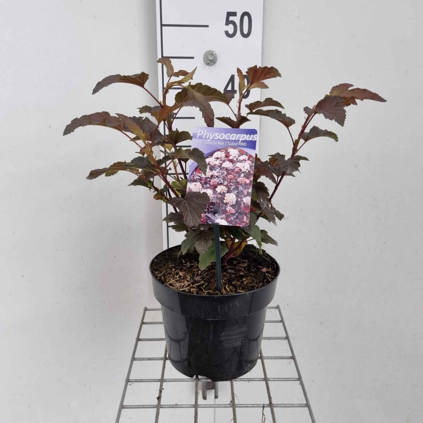 Physocarpus Lady In Red 45cm 19cm Pot
