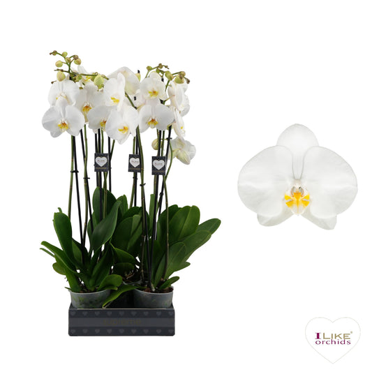 Phalaenopsis Oxford 75cm 12cm Pot