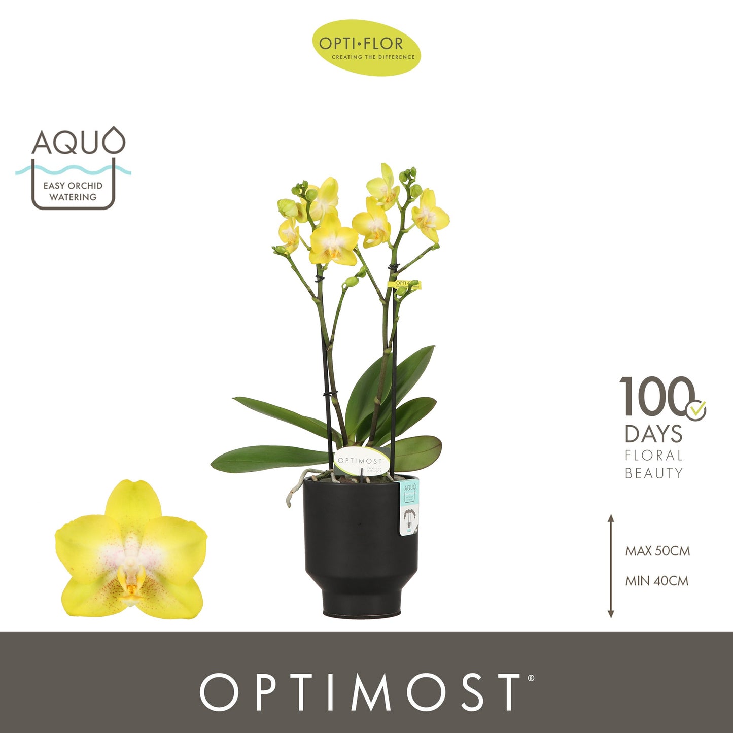 Phalaenopsis mf. Arezzo 45cm 12cm Pot