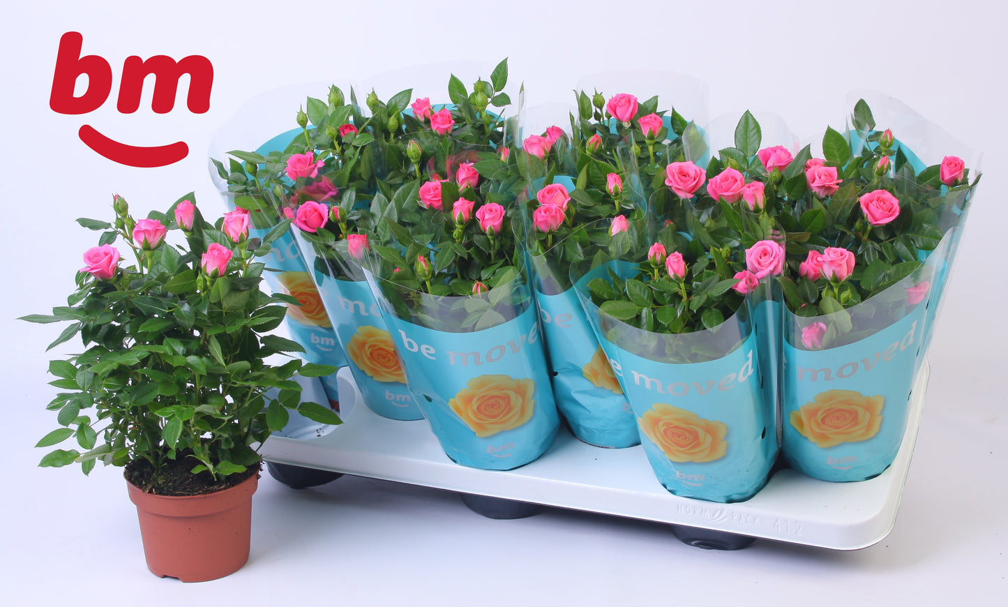 BM Roses Rosa Jewel Sparkling Pack of 12