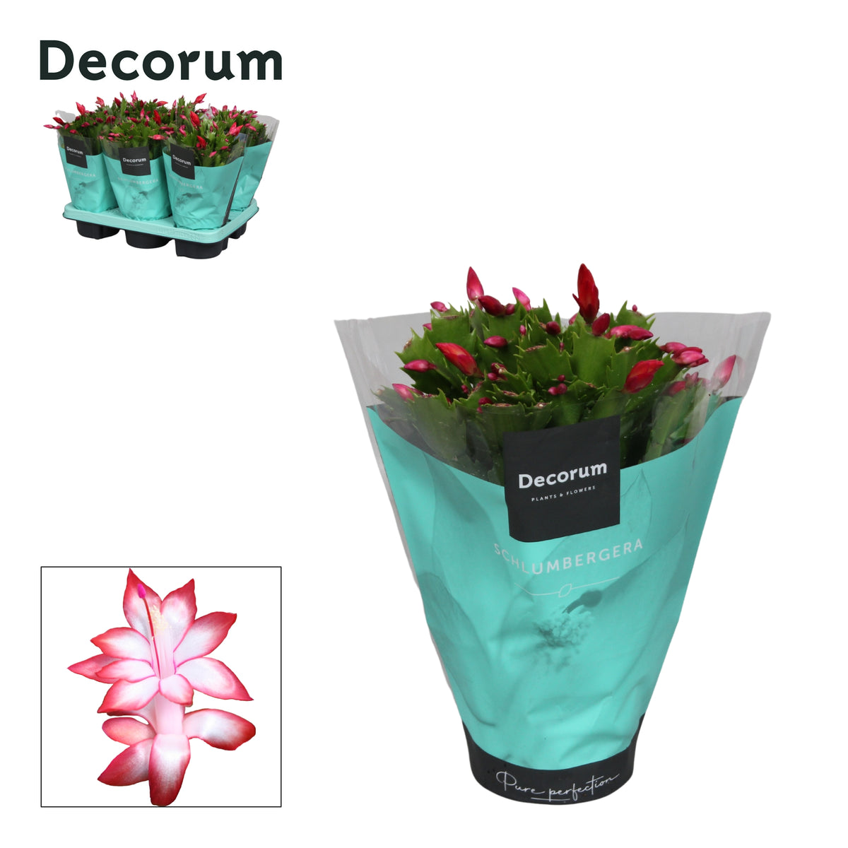 Schlumbergera red 27cm 13cm Pot