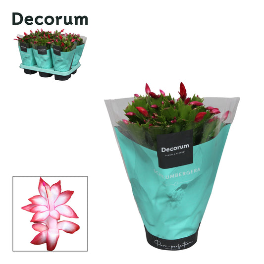 Schlumbergera red 27cm 13cm Pot