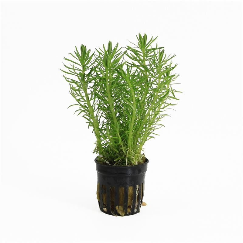 Waterplkw R. Moerings Pogostemon helferi Pack of 6