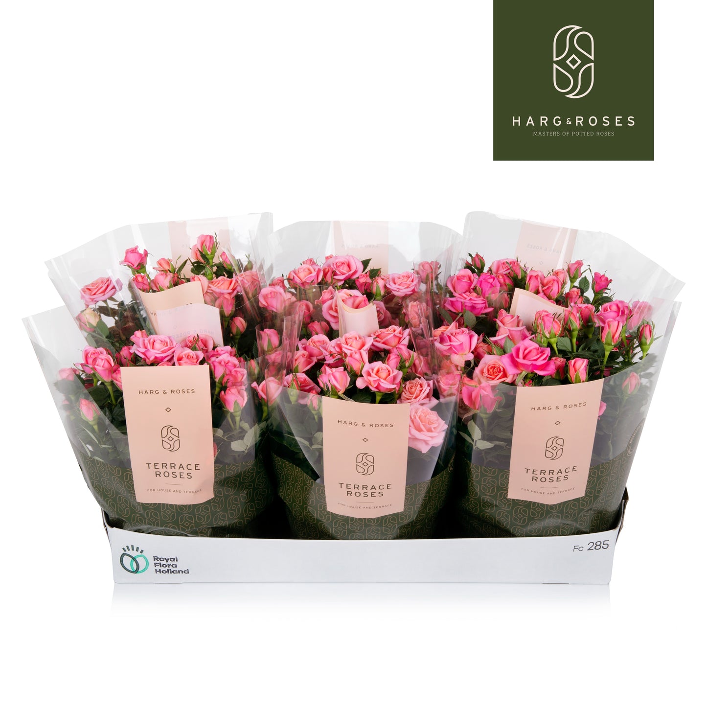 Rosa Kordana Flirt 26cm 21cm Pot