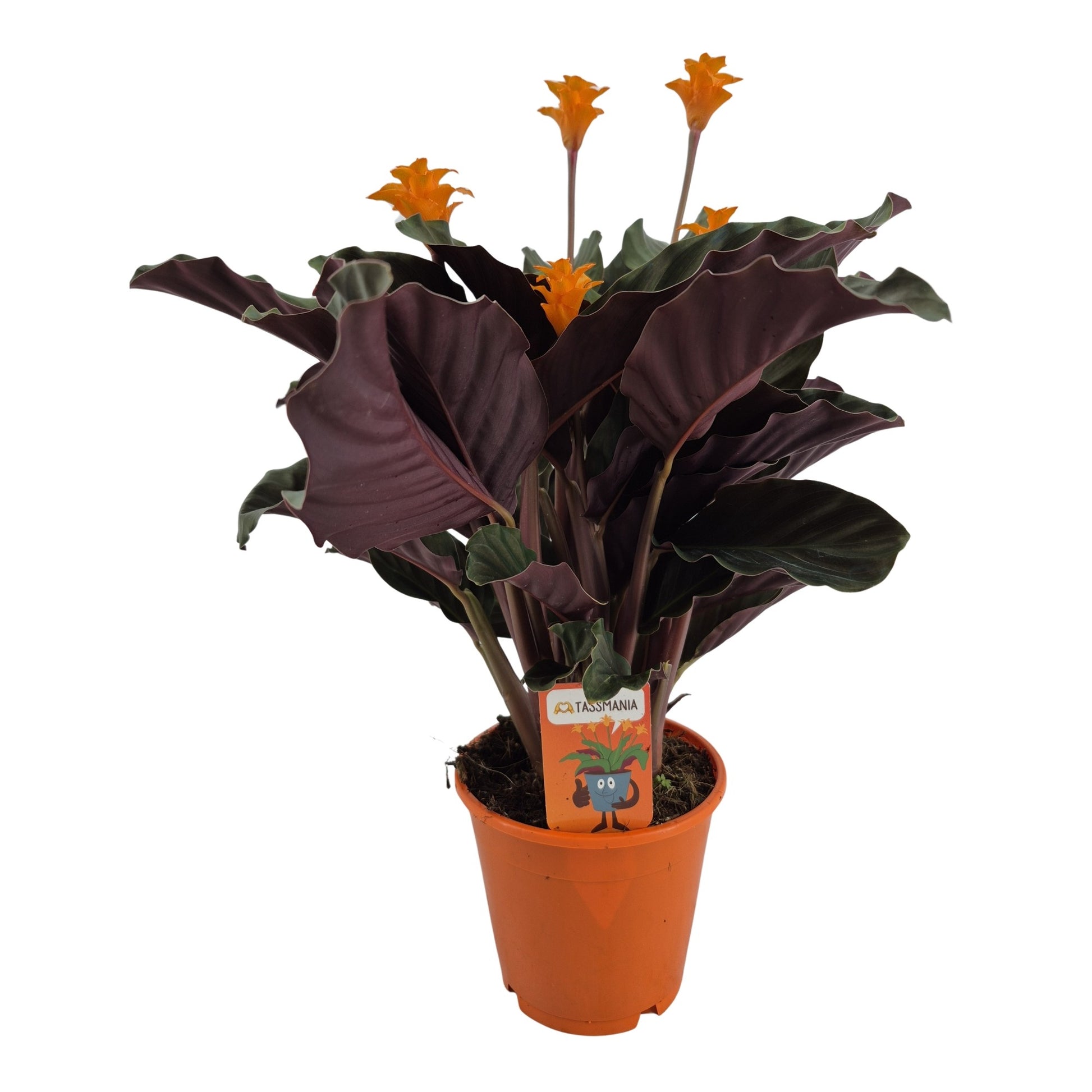 Calathea Tassmania 35cm 14cm Pot