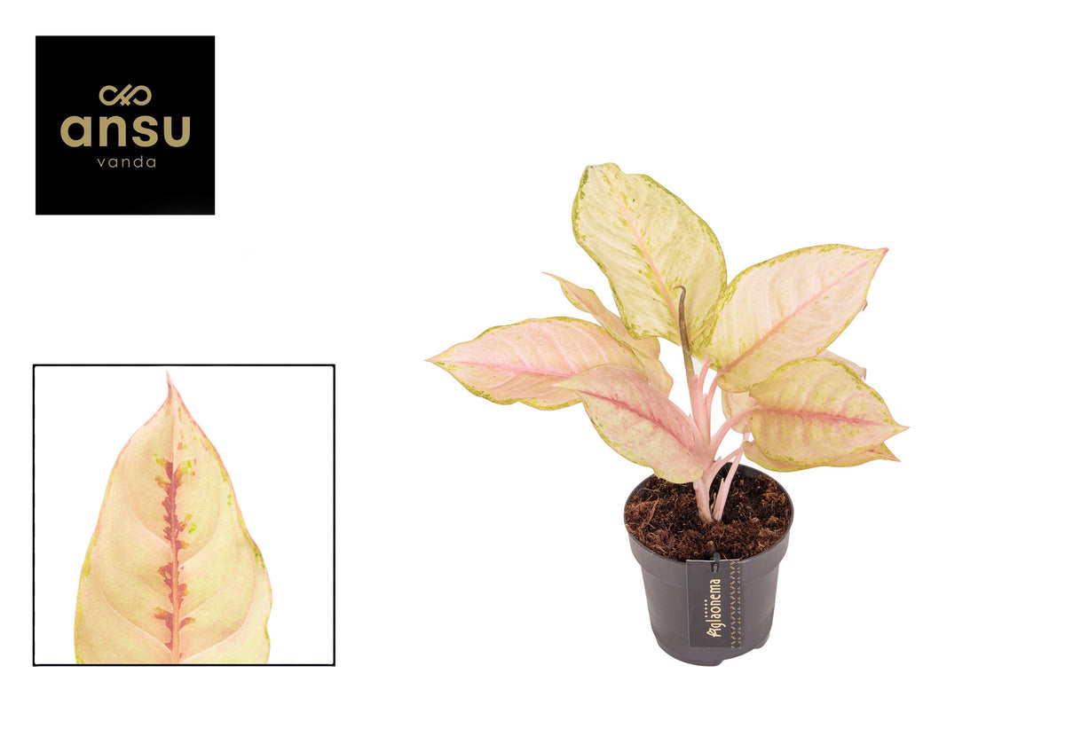 Aglaonema Hybrid 30cm 12cm Pot