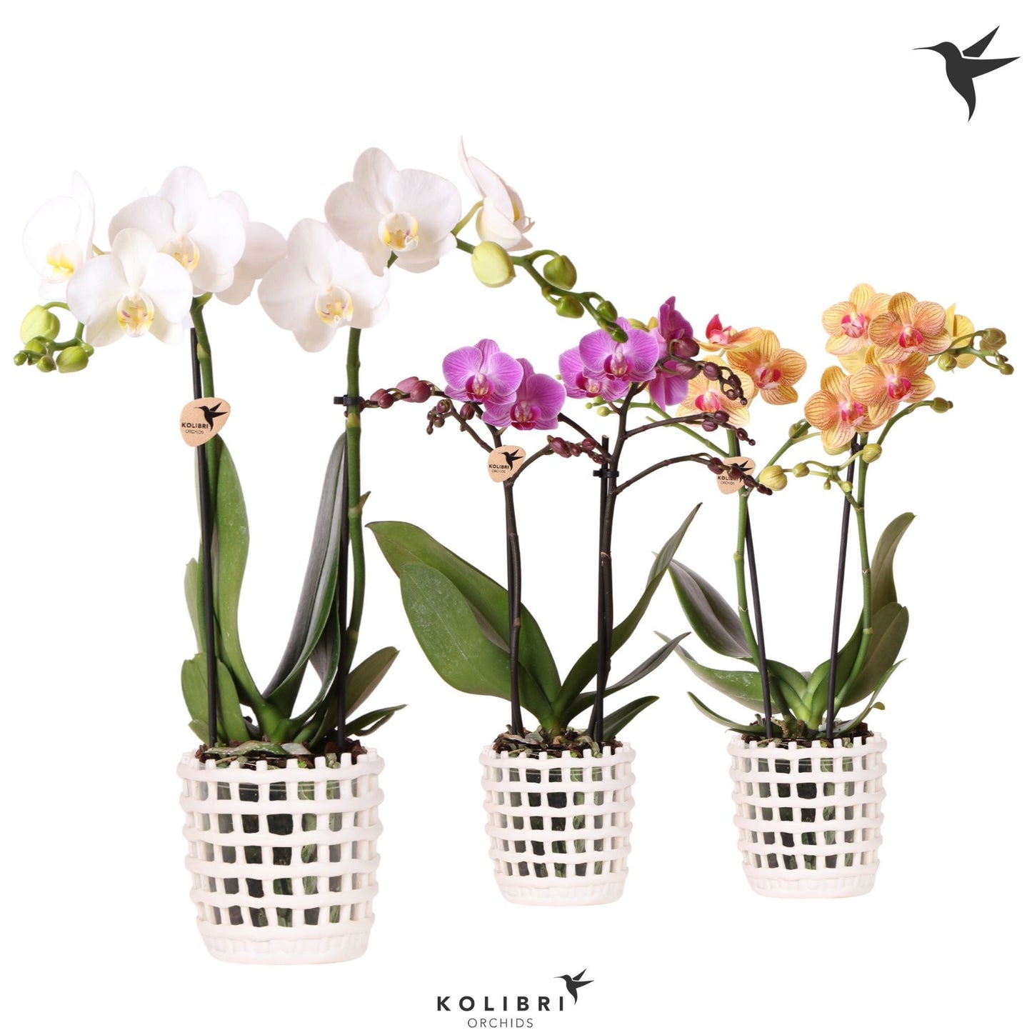 Phalaenopsis mix 40cm 9cm Pot