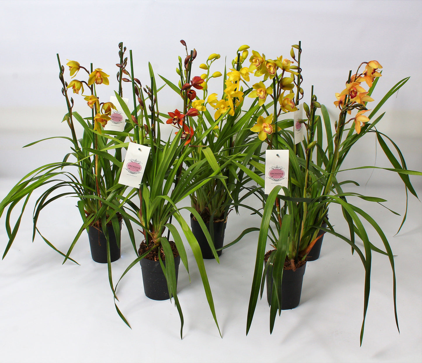 Cymbidium mix 75cm 14cm Pot