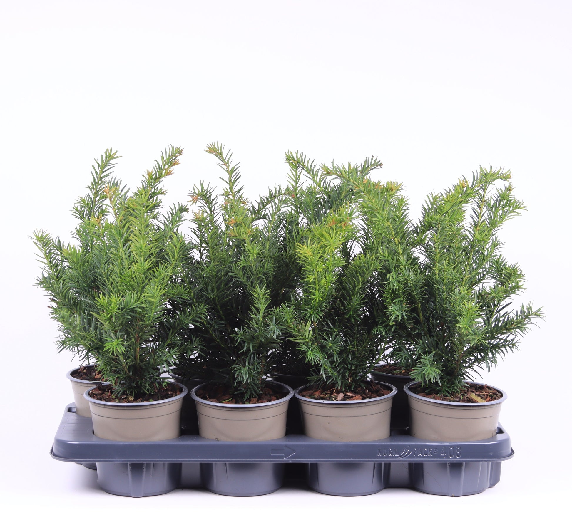 Taxus Repandens 35cm 13cm Pot