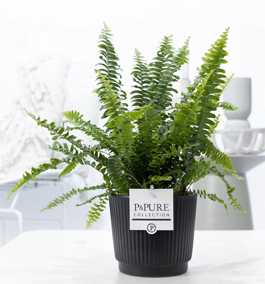 Nephrolepis Green Lady 35cm 12cm Pot