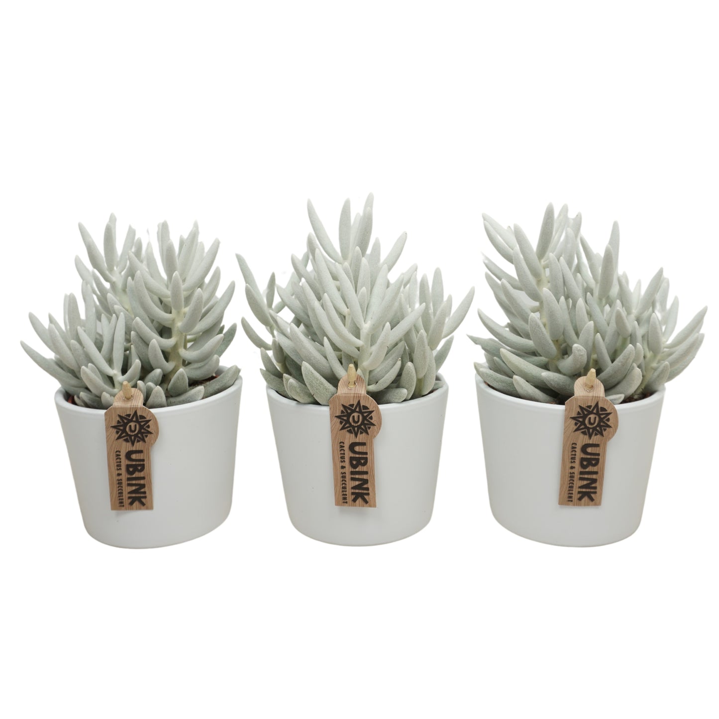 Senecio candidans 18cm 10.5cm Pot