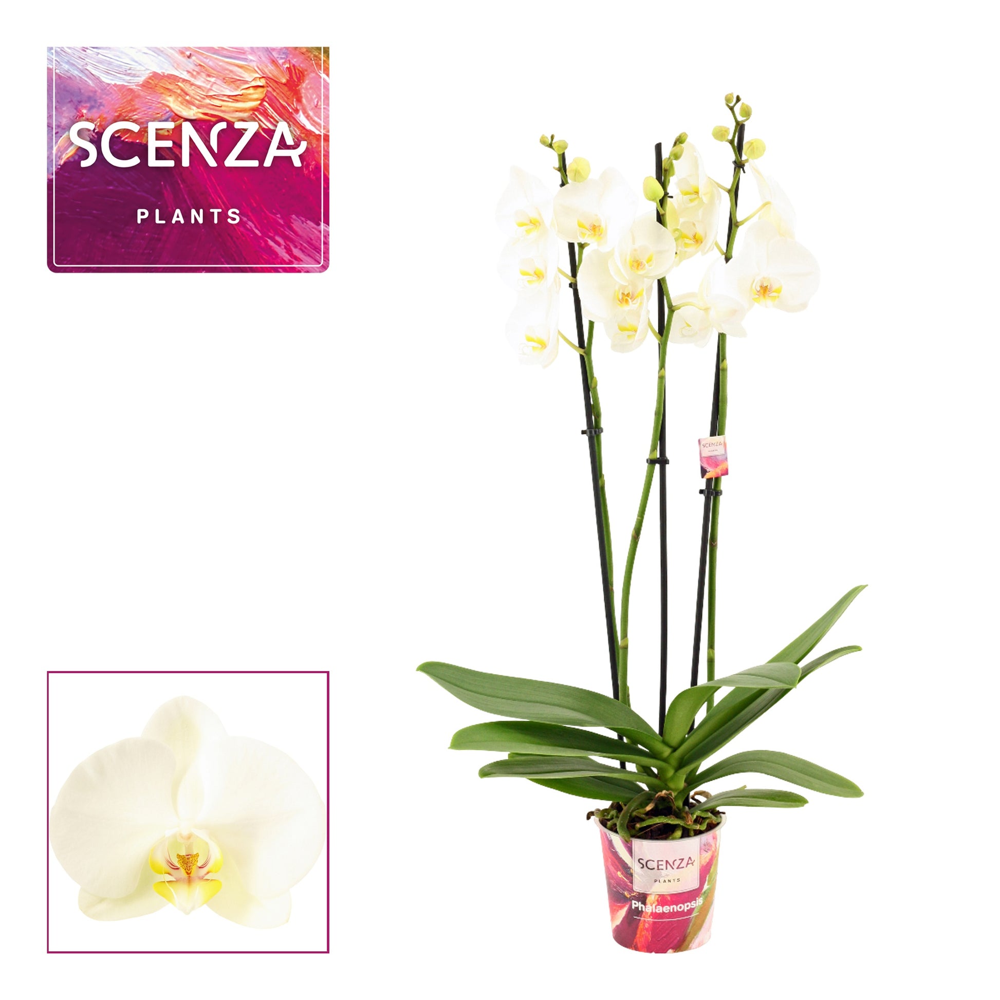 Phalaenopsis white Decorum 65cm 12cm Pot