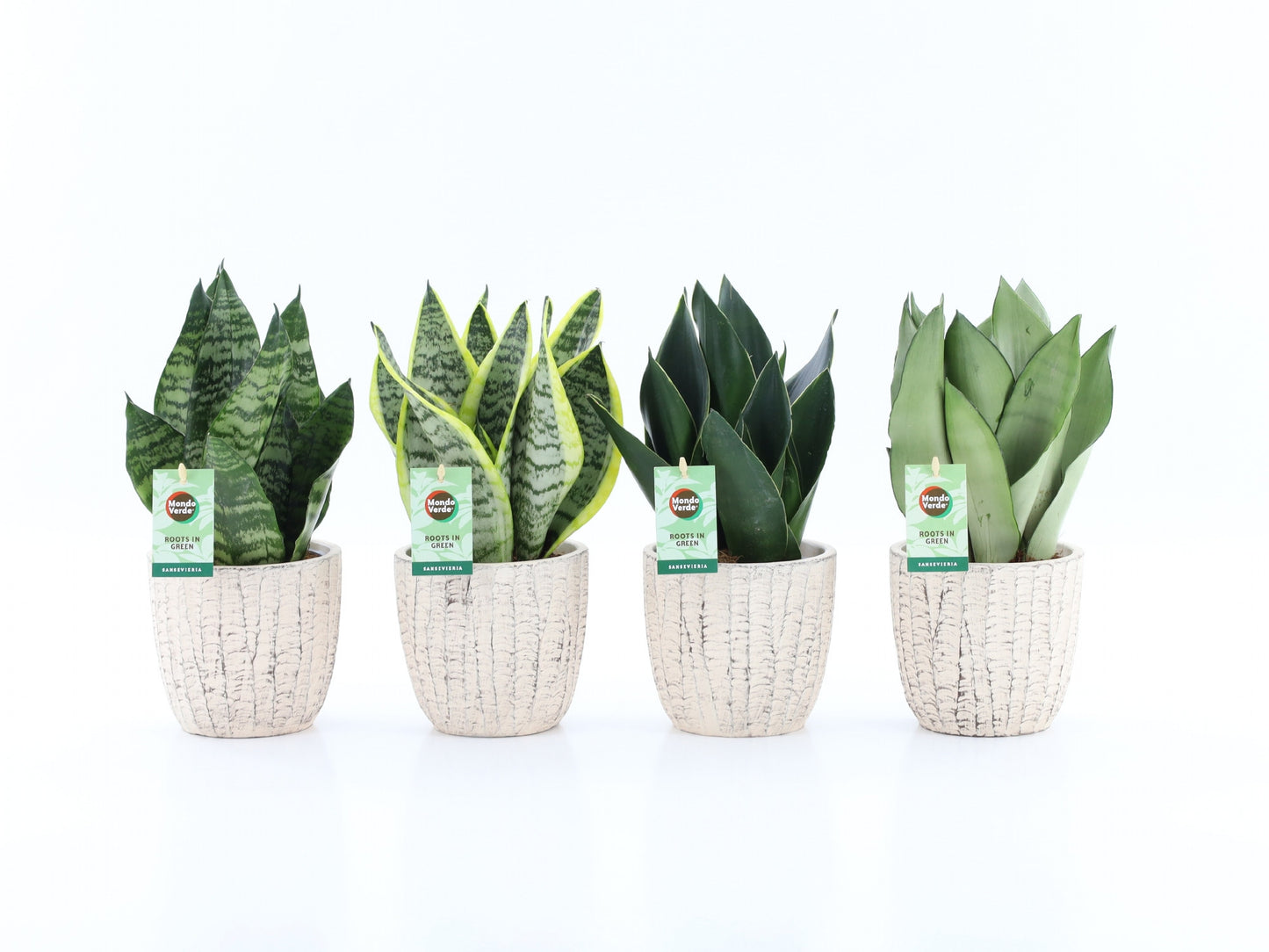Sansevieria 35cm 13cm Pot