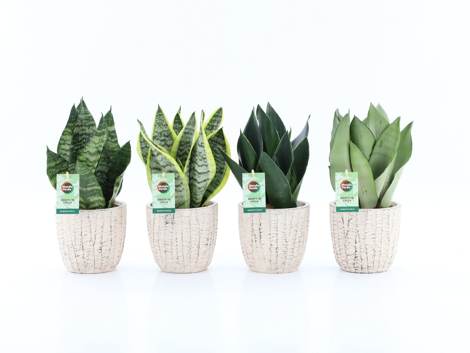Sansevieria 35cm 13cm Pot