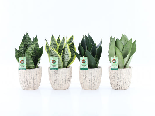 Sansevieria 35cm 13cm Pot