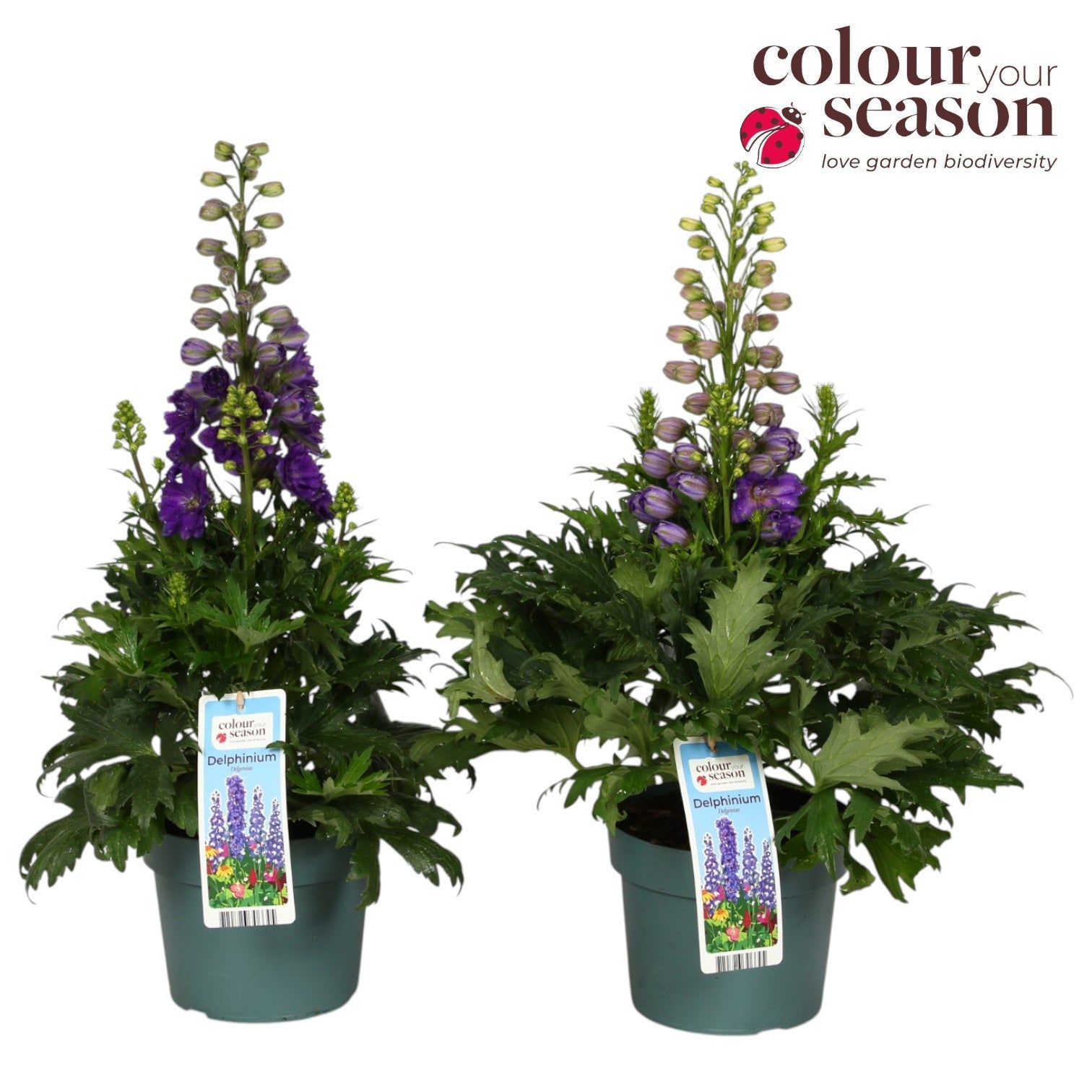 Delphinium Delgenius mix 50cm 19cm Pot