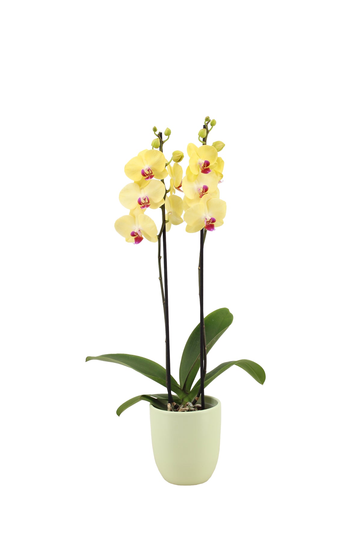 Phalaenopsis yellow 60cm 12cm Pot