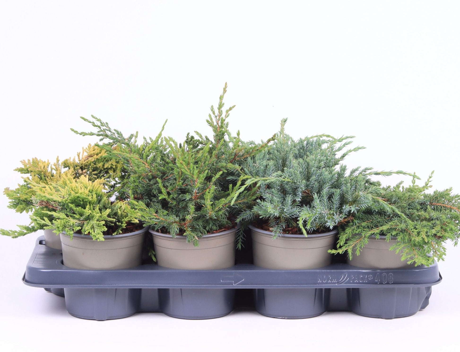 Conifer mix 25cm 13cm Pot