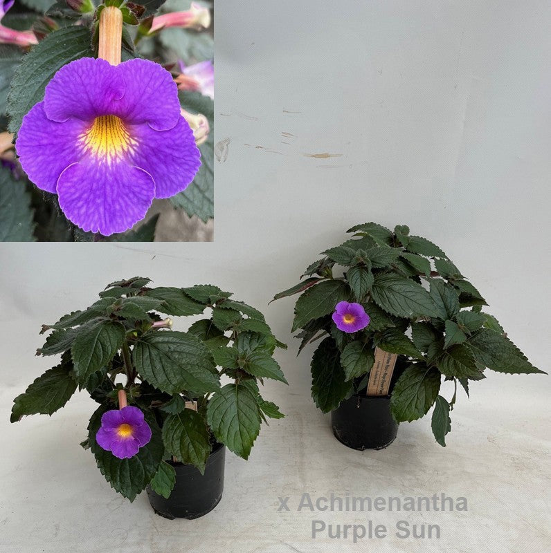 Achimenes blue 35cm 14cm Pot