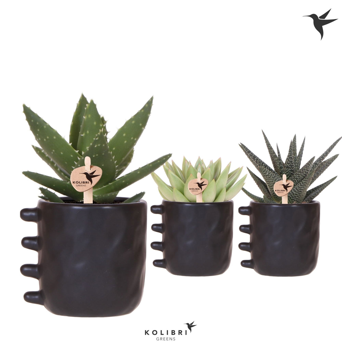 Succulent mix 22cm 9cm Pot