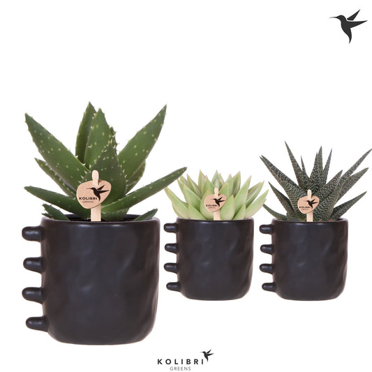 Succulent mix 22cm 9cm Pot